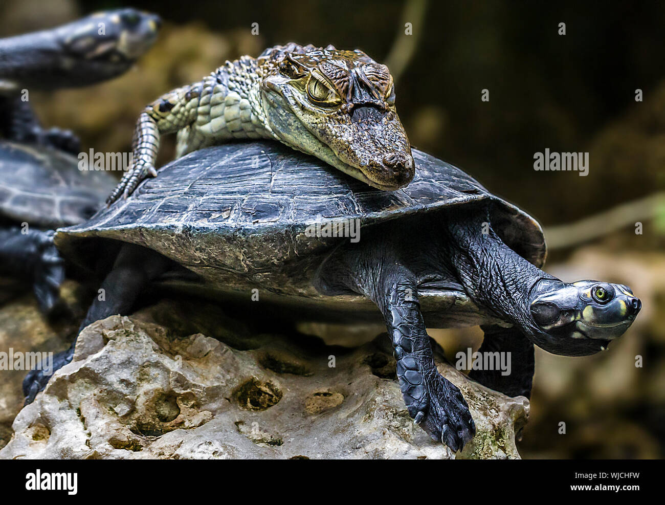 baby-crocodile  riding a tortoise Stock Photo