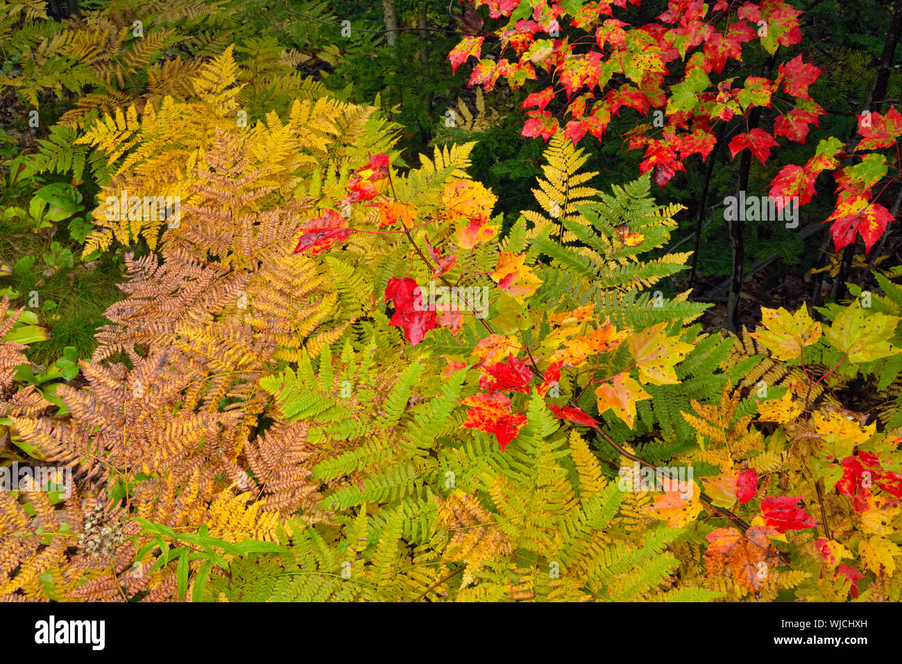 Understory Red Maple High Resolution Stock Photography and Images - Alamy