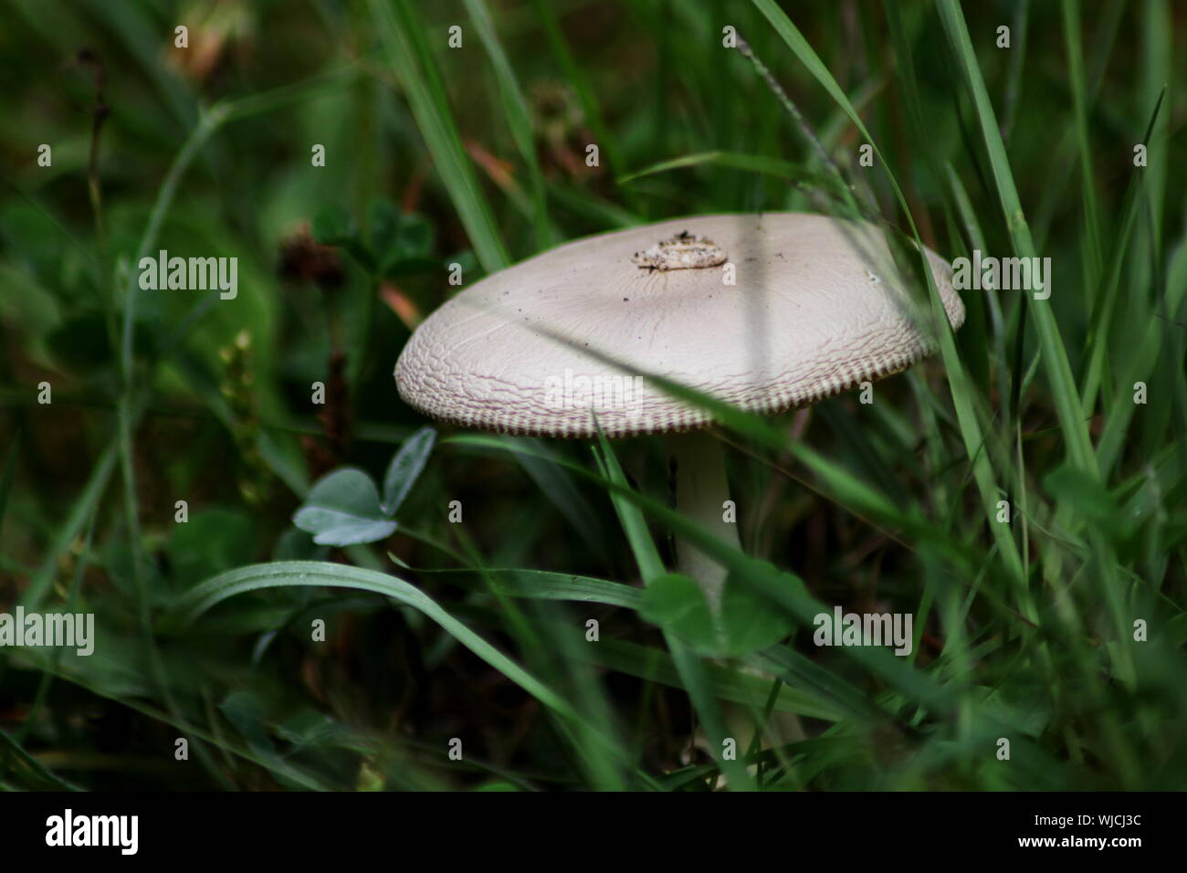 Mushroom butterfly hires stock photography and images Alamy