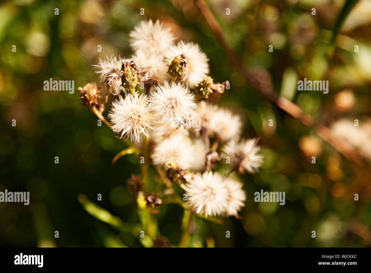 white plants with pointed leaves grow many together by ditches on the Umedalen Stock Photo
