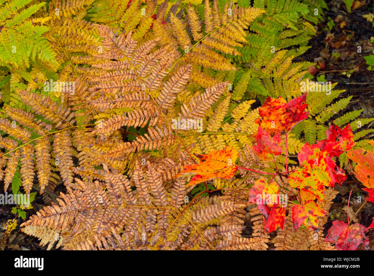 Understory Red Maple High Resolution Stock Photography and Images - Alamy
