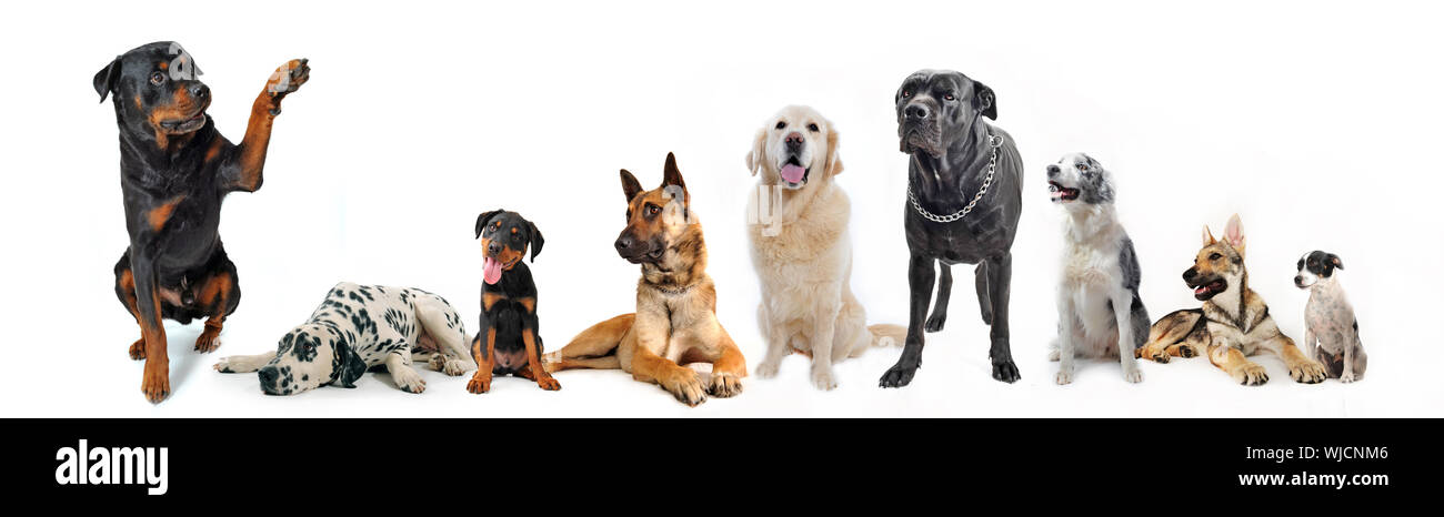 cute  rottweiler say hello with his paw to a group of dog Stock Photo