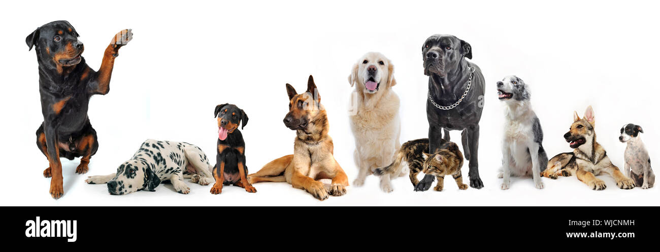 cute  rottweiler say hello with his paw to a group of dogs and cat Stock Photo