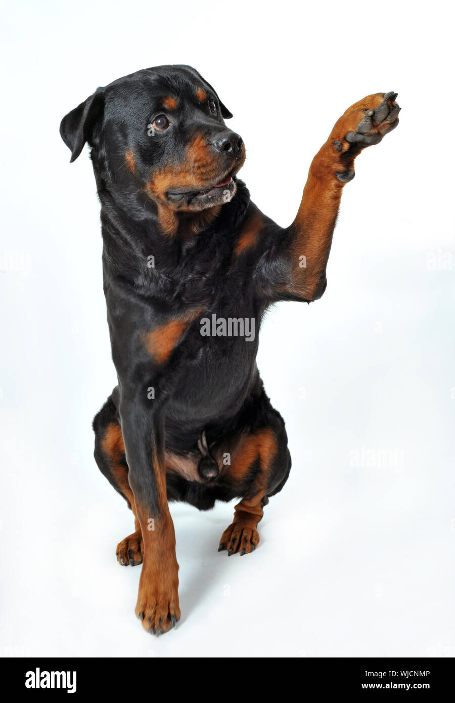 cute purebred rottweiler say hello with his paw Stock Photo - Alamy