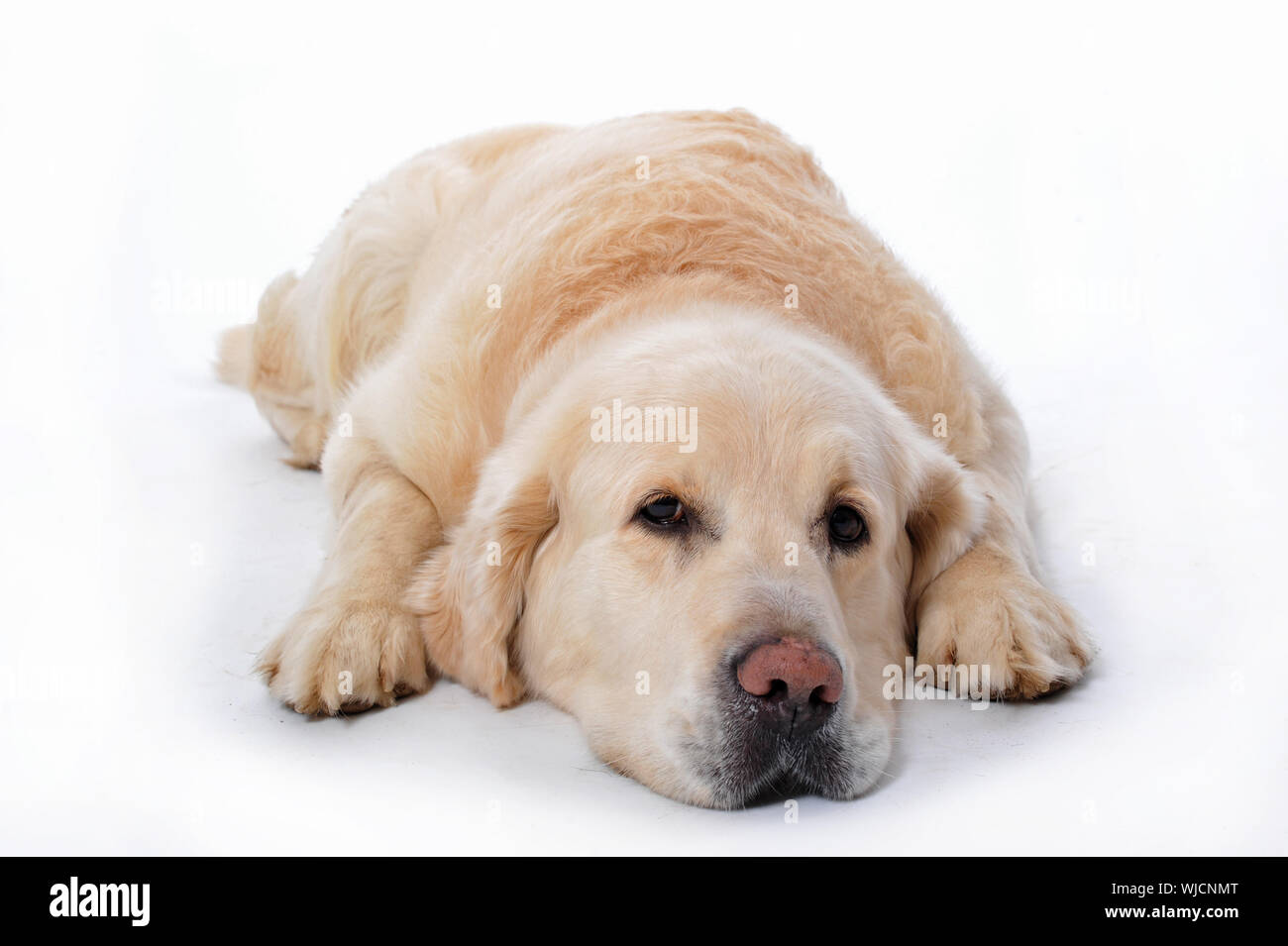 young golden retriever laying down on a white background Stock Photo ...