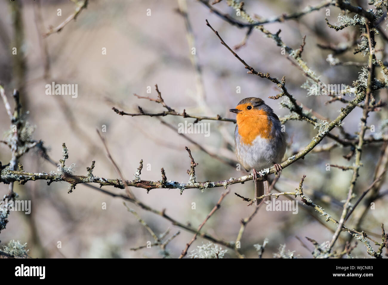 Robin perched on lichen covered branch. Space for copy. Stock Photo