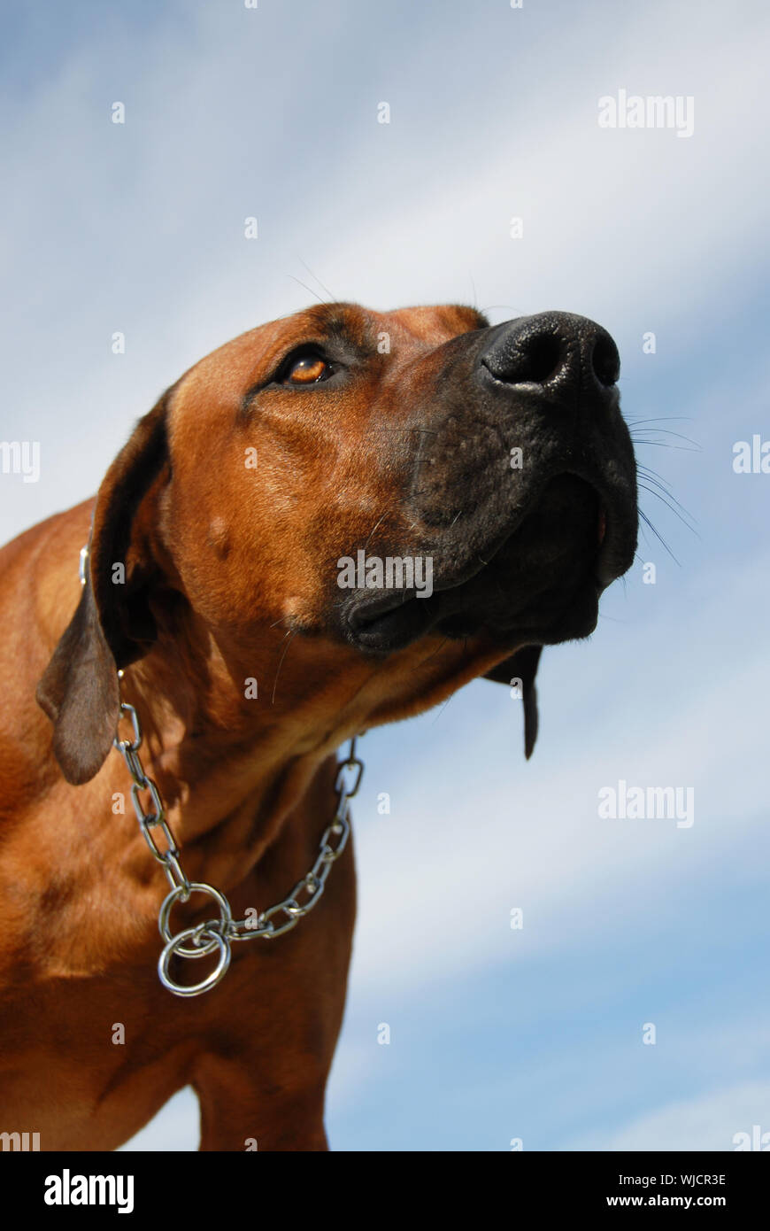Rhodesian ridgeback guard dog hires stock photography and images Alamy