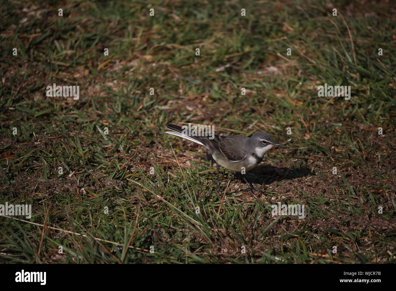 Cape Wagtail (Motacilla capensis) feeding on wet grassland at Cannon Rocks, Eastern Cape, South Africa Stock Photo
