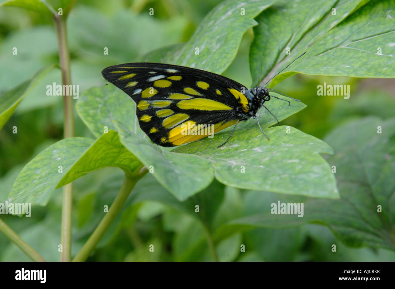 A butterfly stays on a plant at National Flower Park of China in Luoyang, central China's Henan province. Photograph: Sondeep Shankar Stock Photo