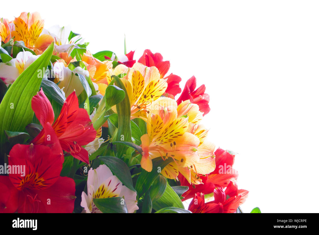 Beautiful Coloured Flowers on the White Background. Natural Floral Border  Stock Photo - Alamy