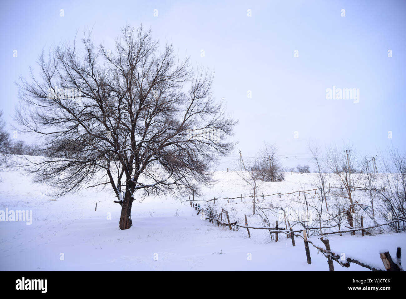 Bare Frozen Tree in Snowy Winter Field under Blue Stormy Sky Stock ...