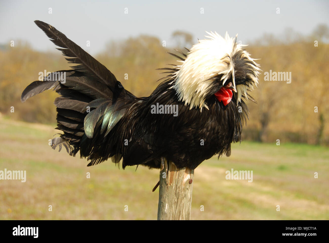 Polish crested chicken on a stick in a field Stock Photo