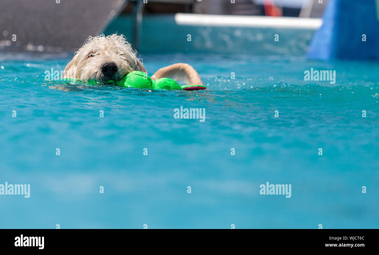Pool toy hires stock photography and images Alamy