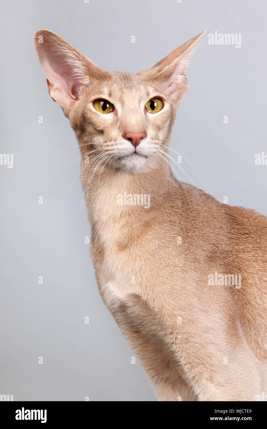 lavender oriental shorthair