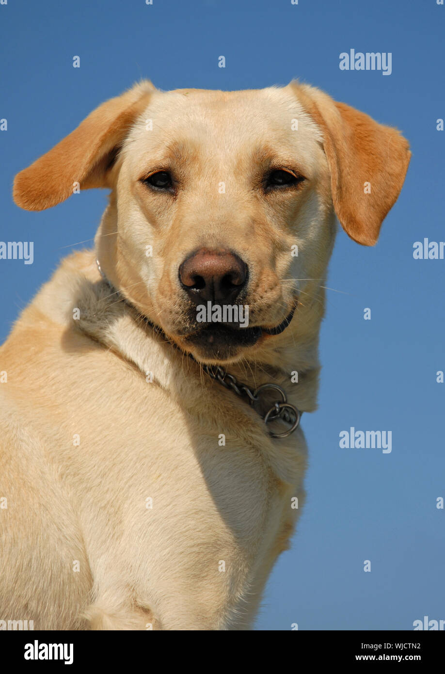 Young Female Purebred