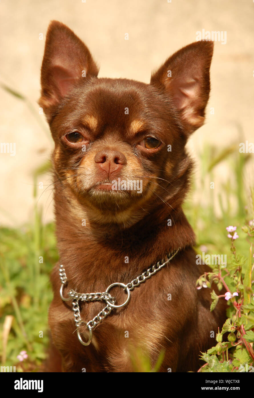 Portrait Of A Purebred Chocolate Chihuahua In A Garden Stock Photo Alamy Portrait Of A Purebred Chocolate Chihuahua In A Garden Stock Photo Alamy