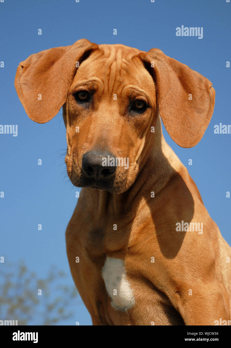 portrait of a puppy purebred Rhodesian Ridgeback in a blue sky