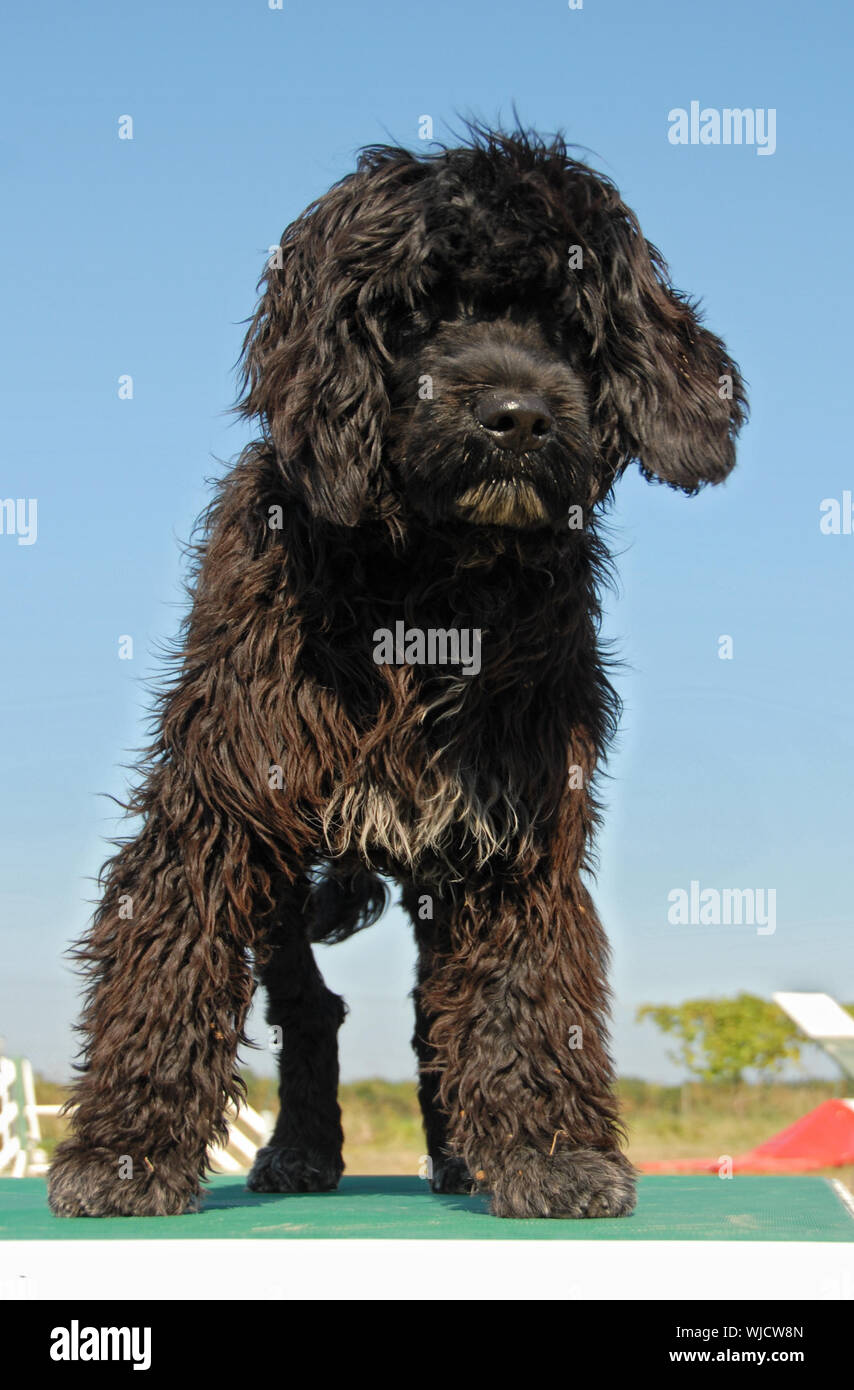 puppy portuguese water dog upright on a table of agility Stock Photo
