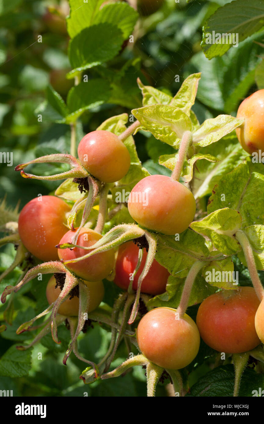 Rose hips of Ros rugosa plant. Stock Photo