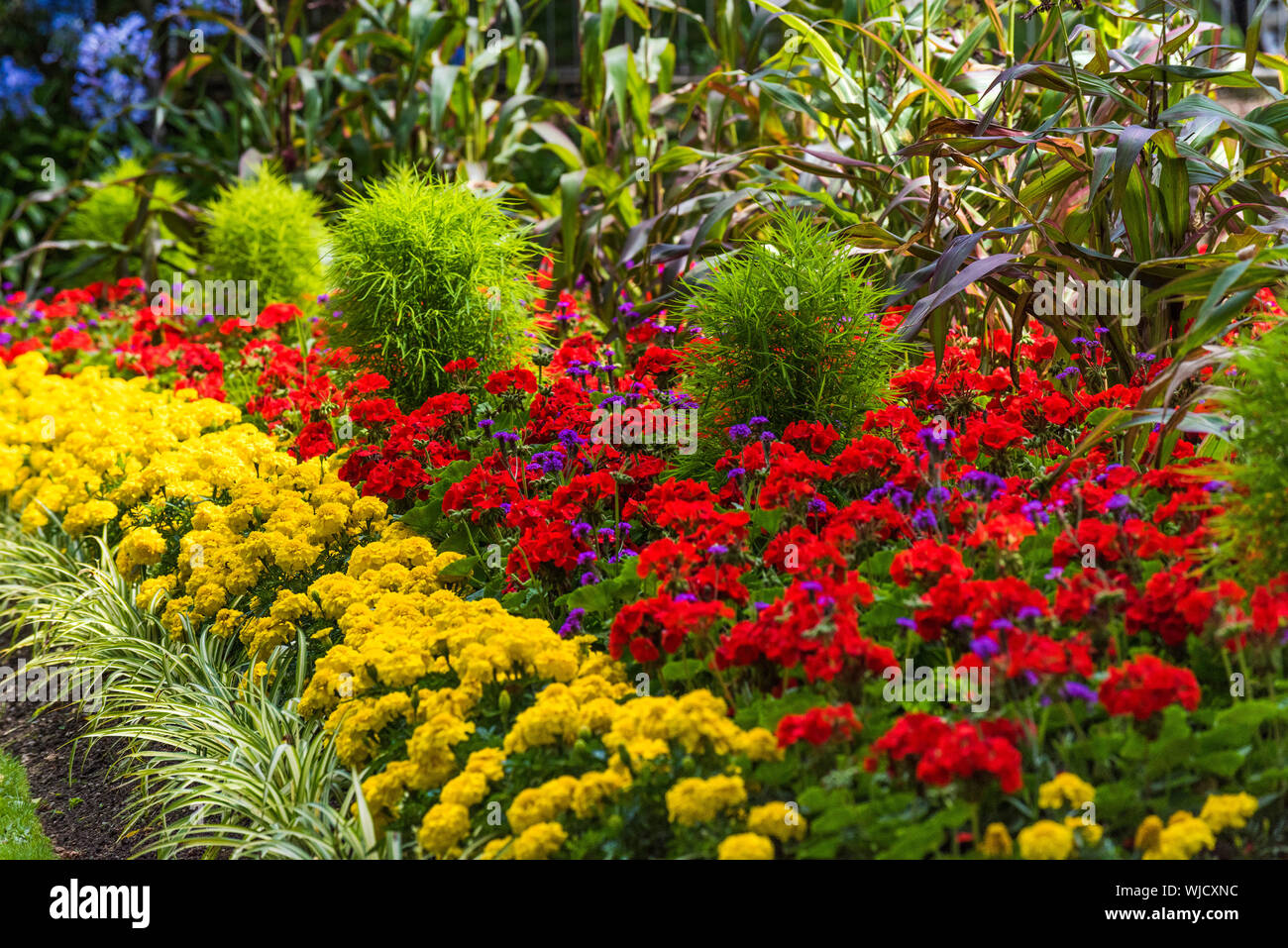 Colourful flowering plants hi-res stock photography and images - Alamy