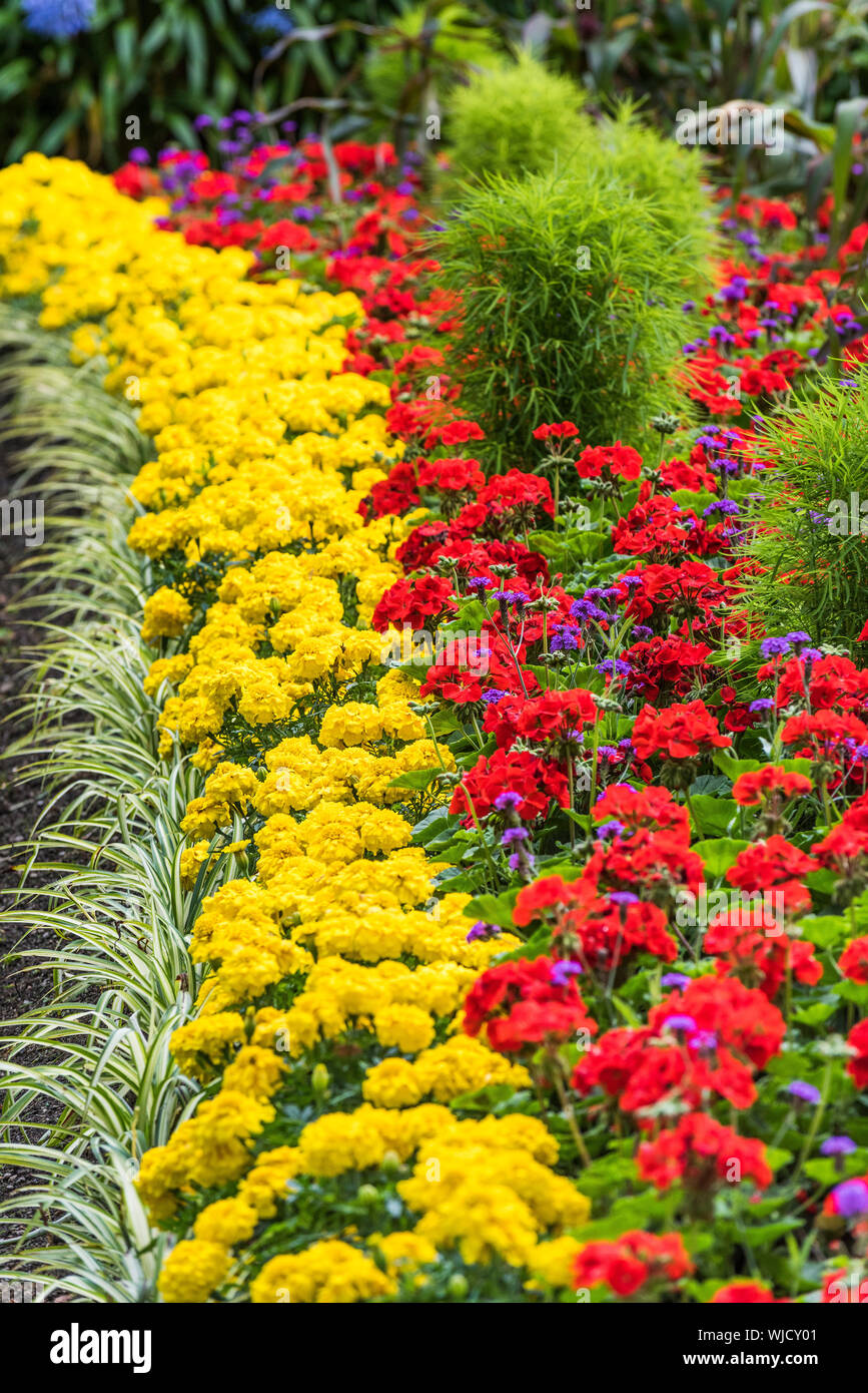 Bedding plants hires stock photography and images Alamy