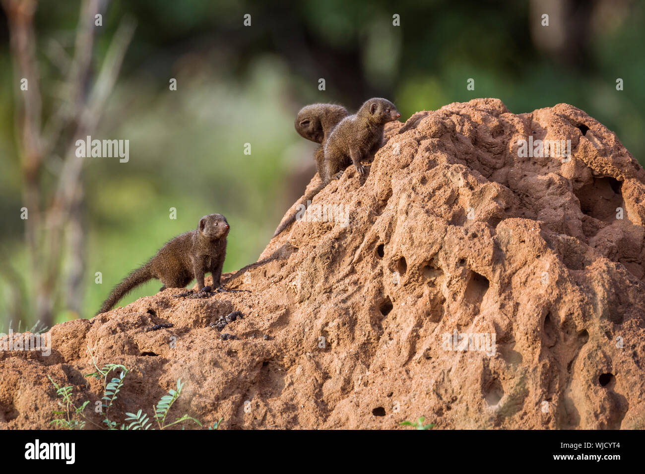 Common dwarf mongoose in Kruger National park, South Africa ; Specie ...