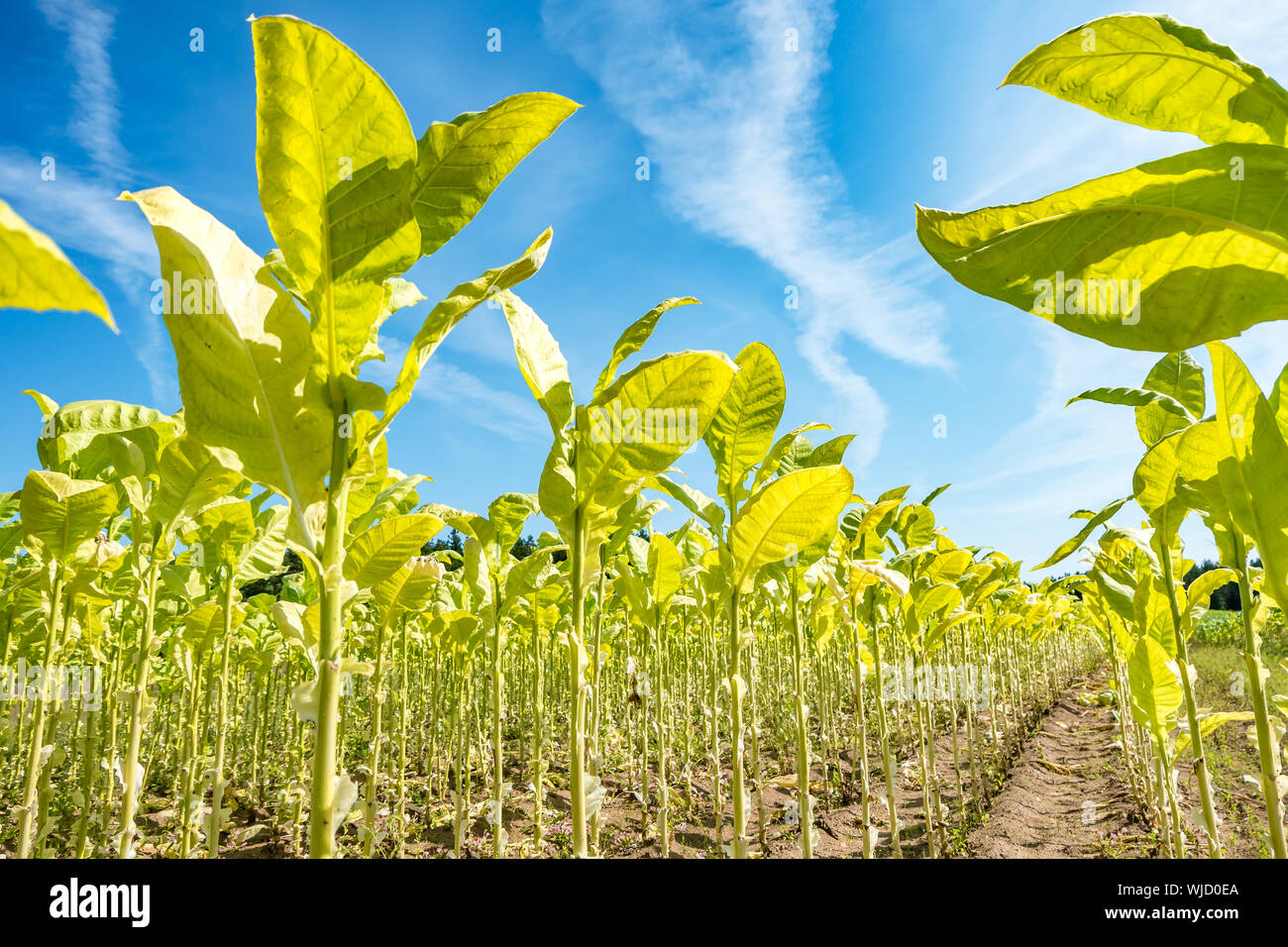 Burley tobacco leaf hi-res stock photography and images