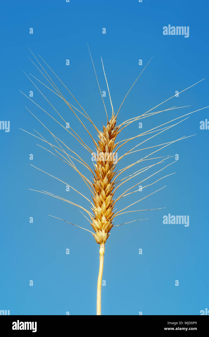 golden ear of wheat on sky background Stock Photo - Alamy
