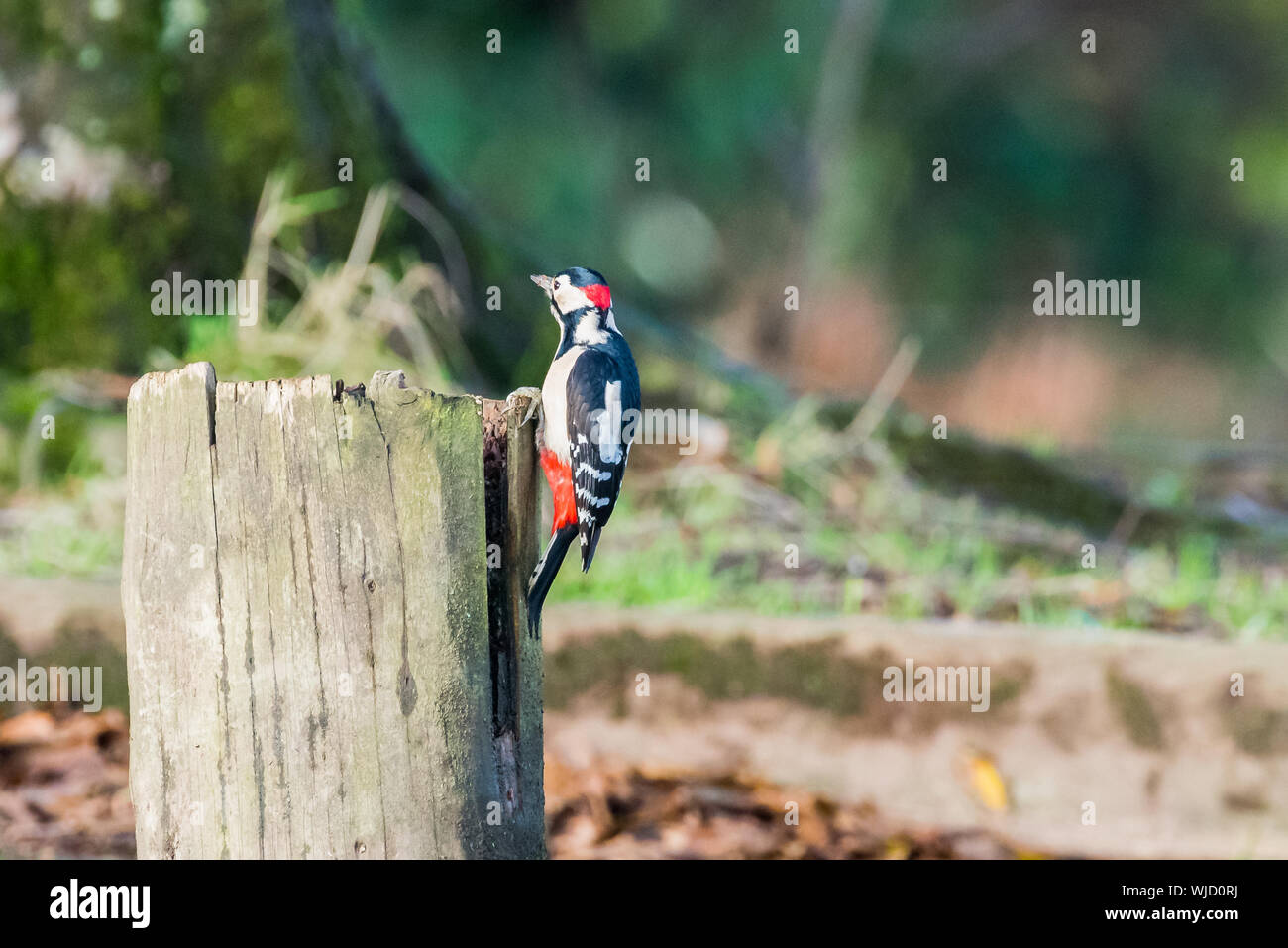 Great spotted woodpecker on tree stump. Stock Photo