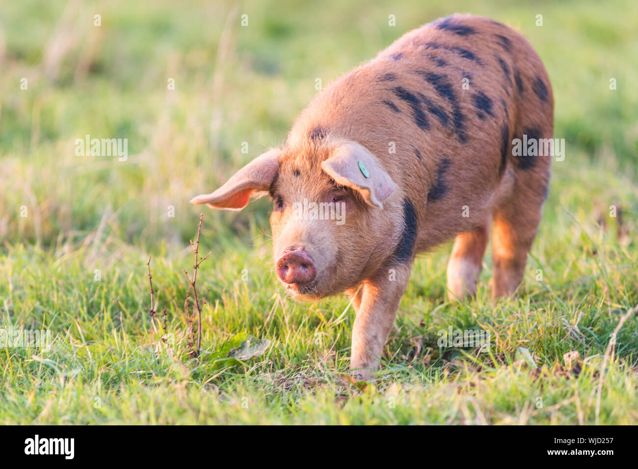 Ginger pig hi-res stock photography and images - Alamy