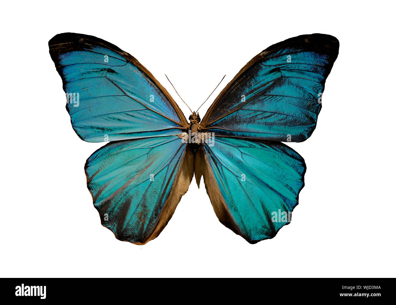 blue morpho butterfly on a white background Stock Photo - Alamy