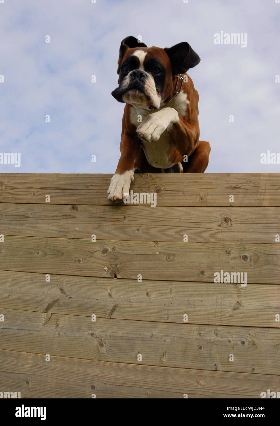 training of a purebred boxer in agility Stock Photo Alamy