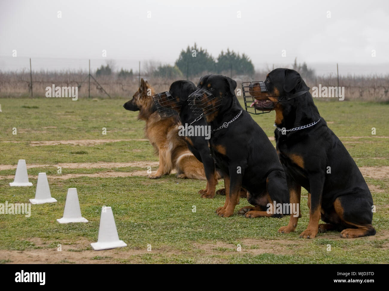 three rottweilers and their muzzle and one german shepherd Stock Photo ...