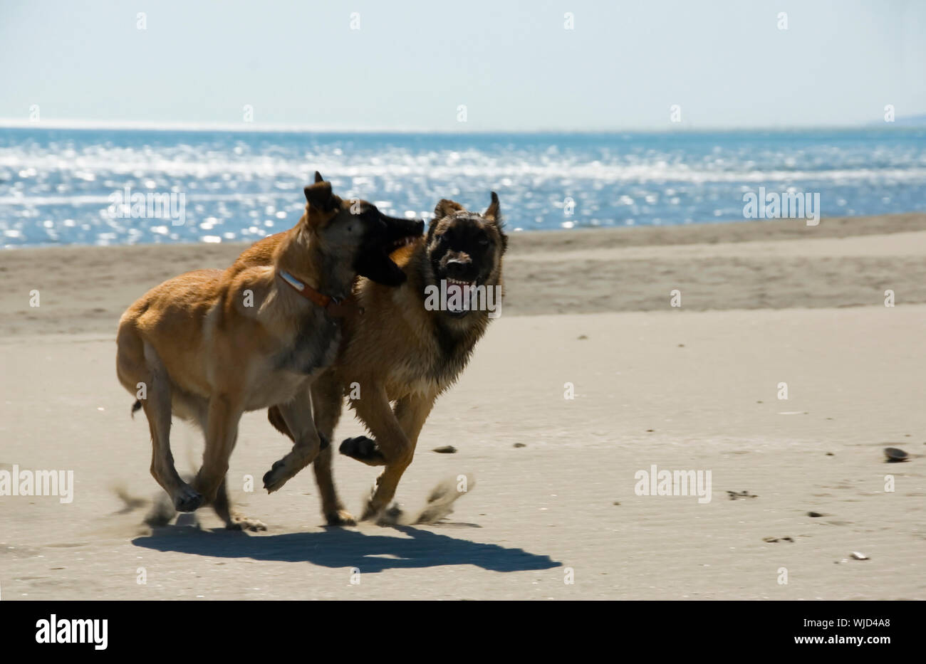 two puppies on the beach Stock Photo