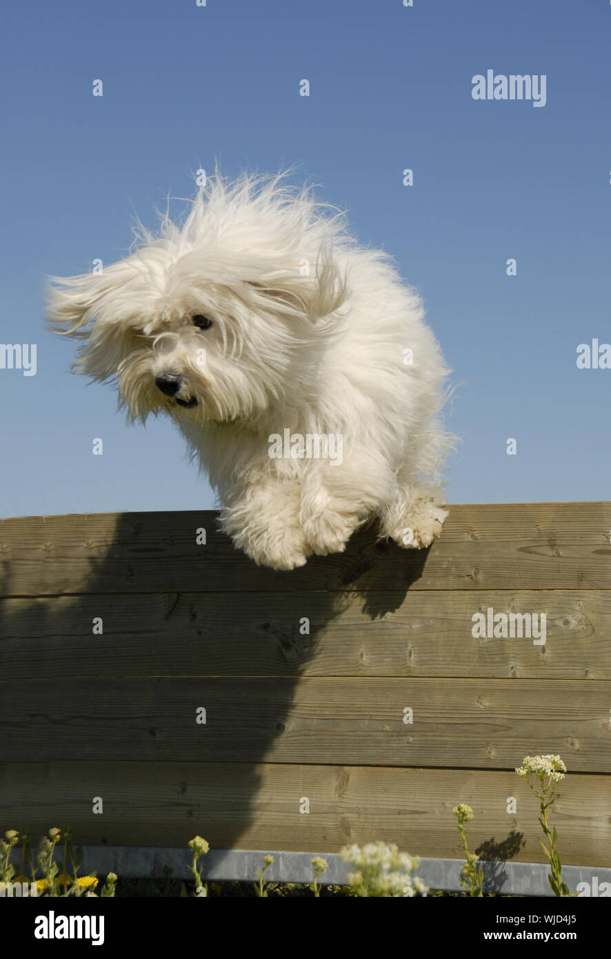 maltese agility