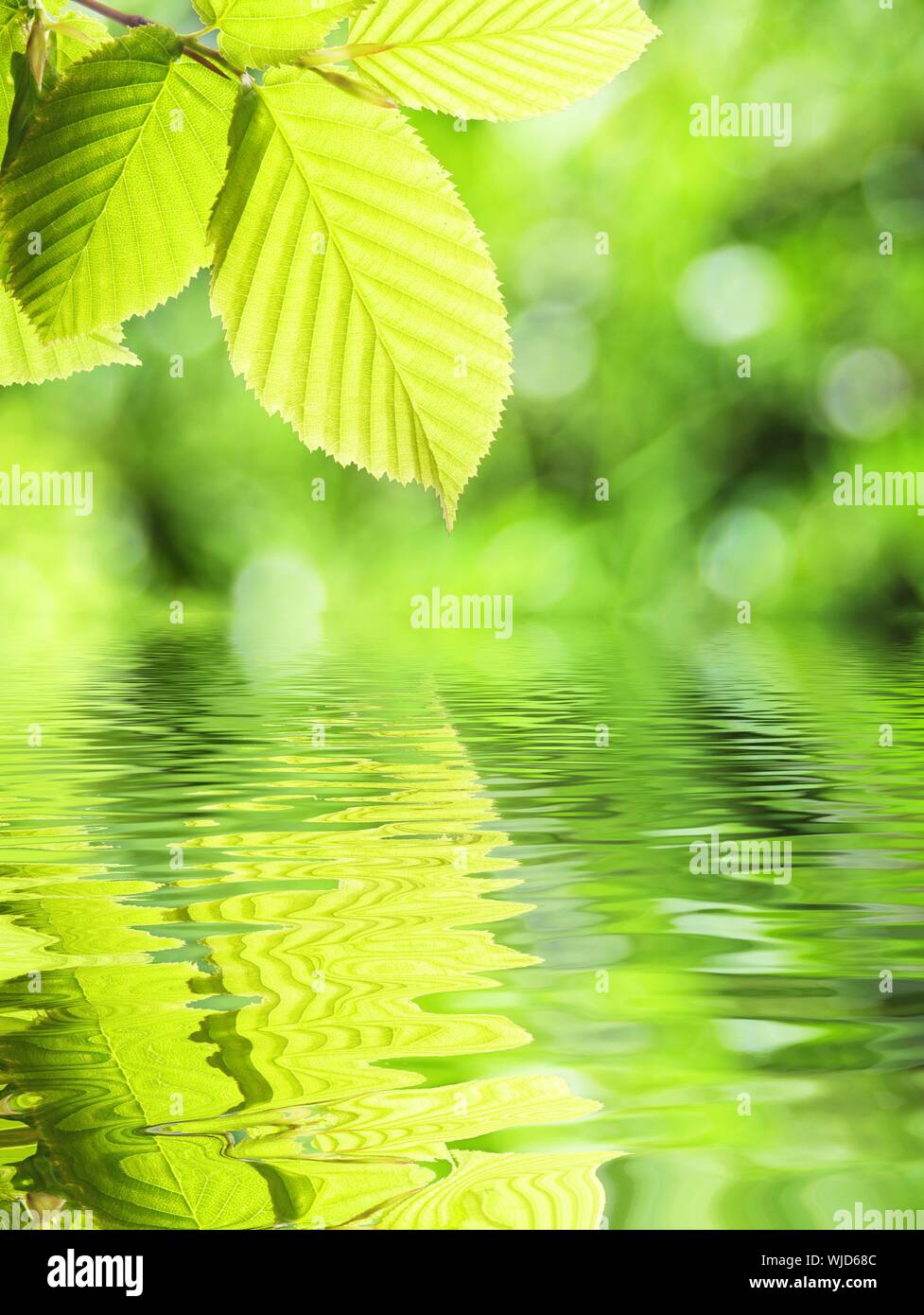 summer spring or ecology concept with green leaves and water Stock ...