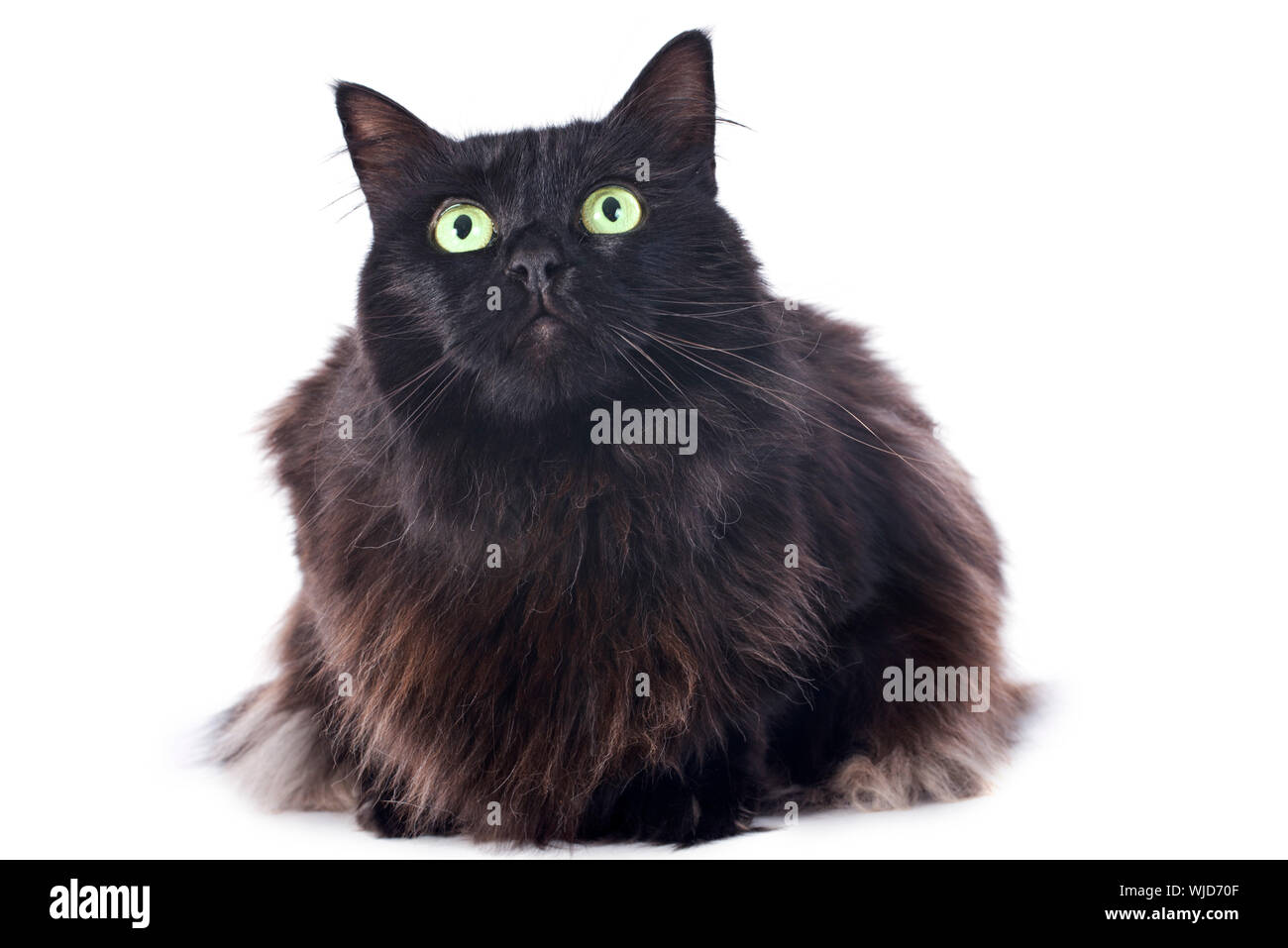black cat in front of white background Stock Photo - Alamy