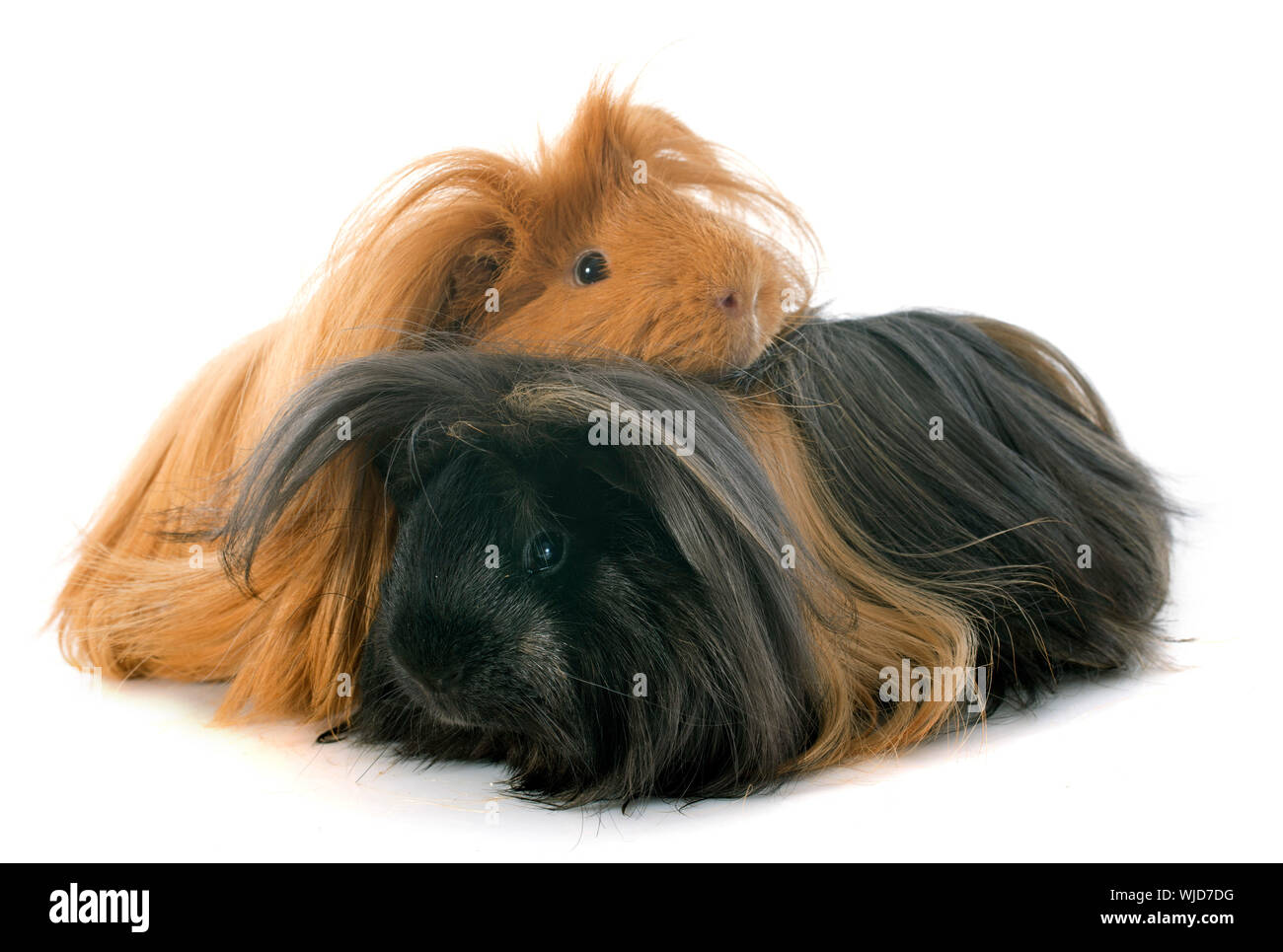Black peruvian guinea deals pig