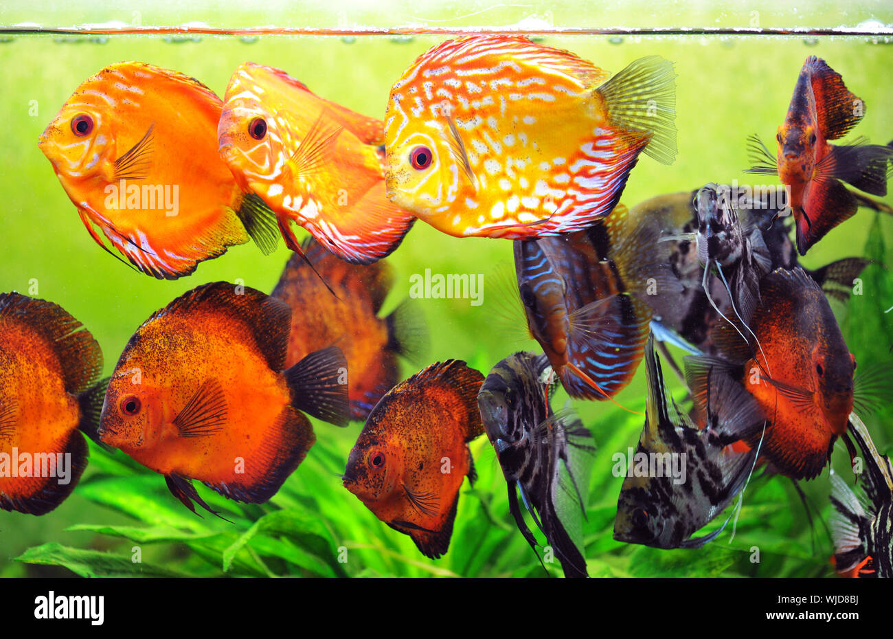 pterophyllum scalare and symphysodon discus in a tank with aquatic