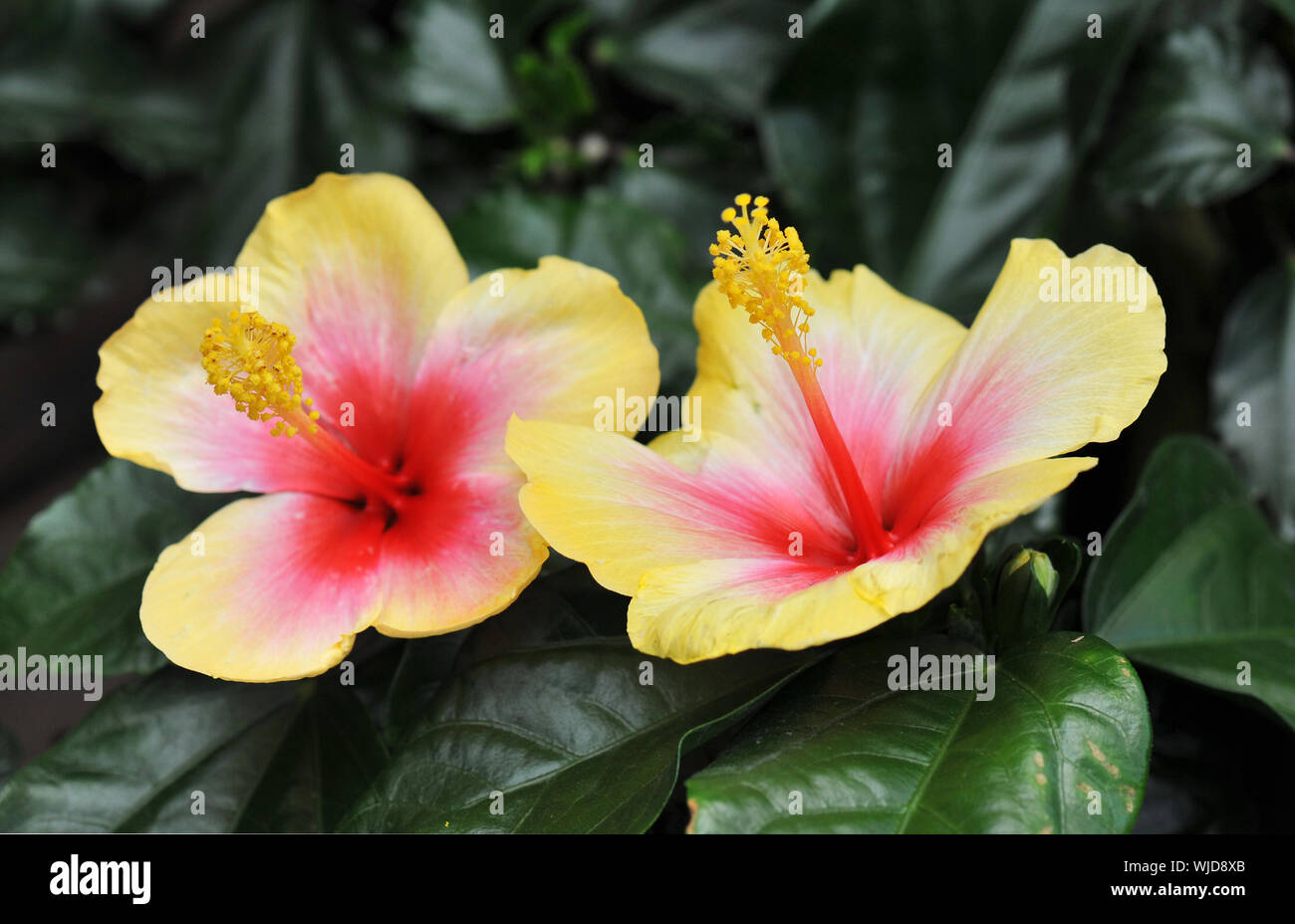 yellow and pink hibiscus growing in a tropical garden Stock Photo Alamy