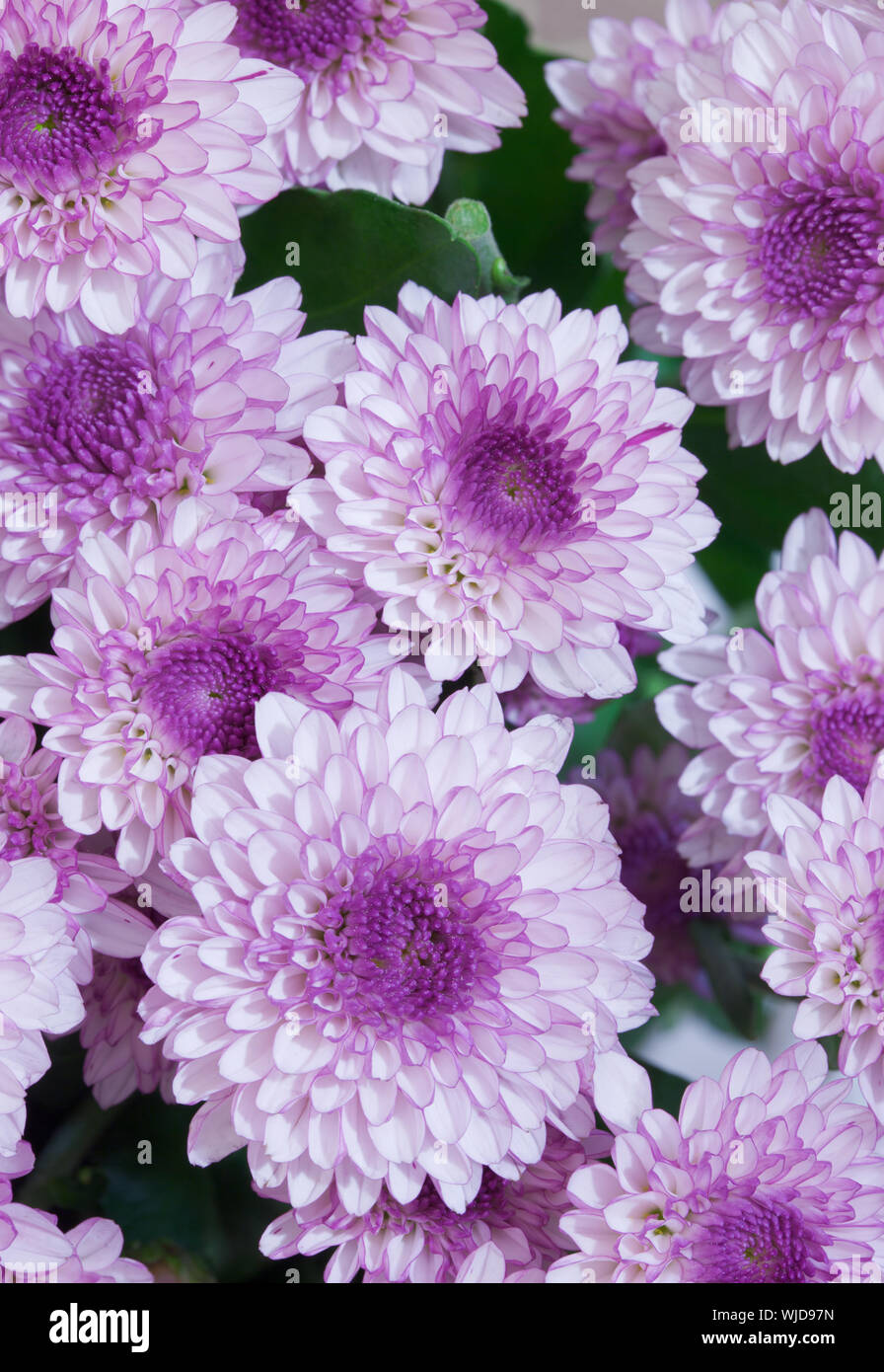 The big bouquet from lilac flowers - asters Stock Photo