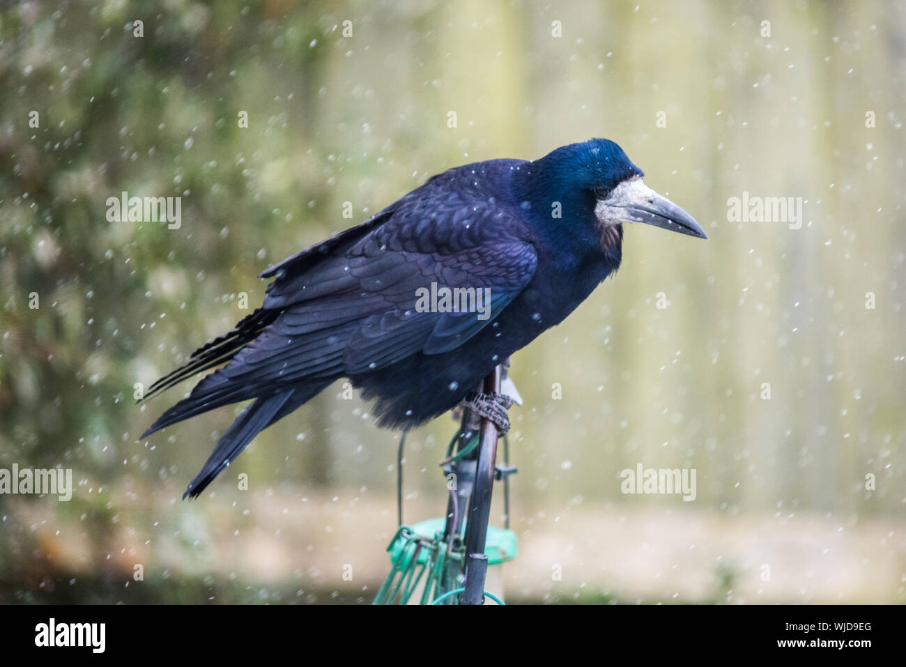 Hunched crow hi-res stock photography and images - Alamy