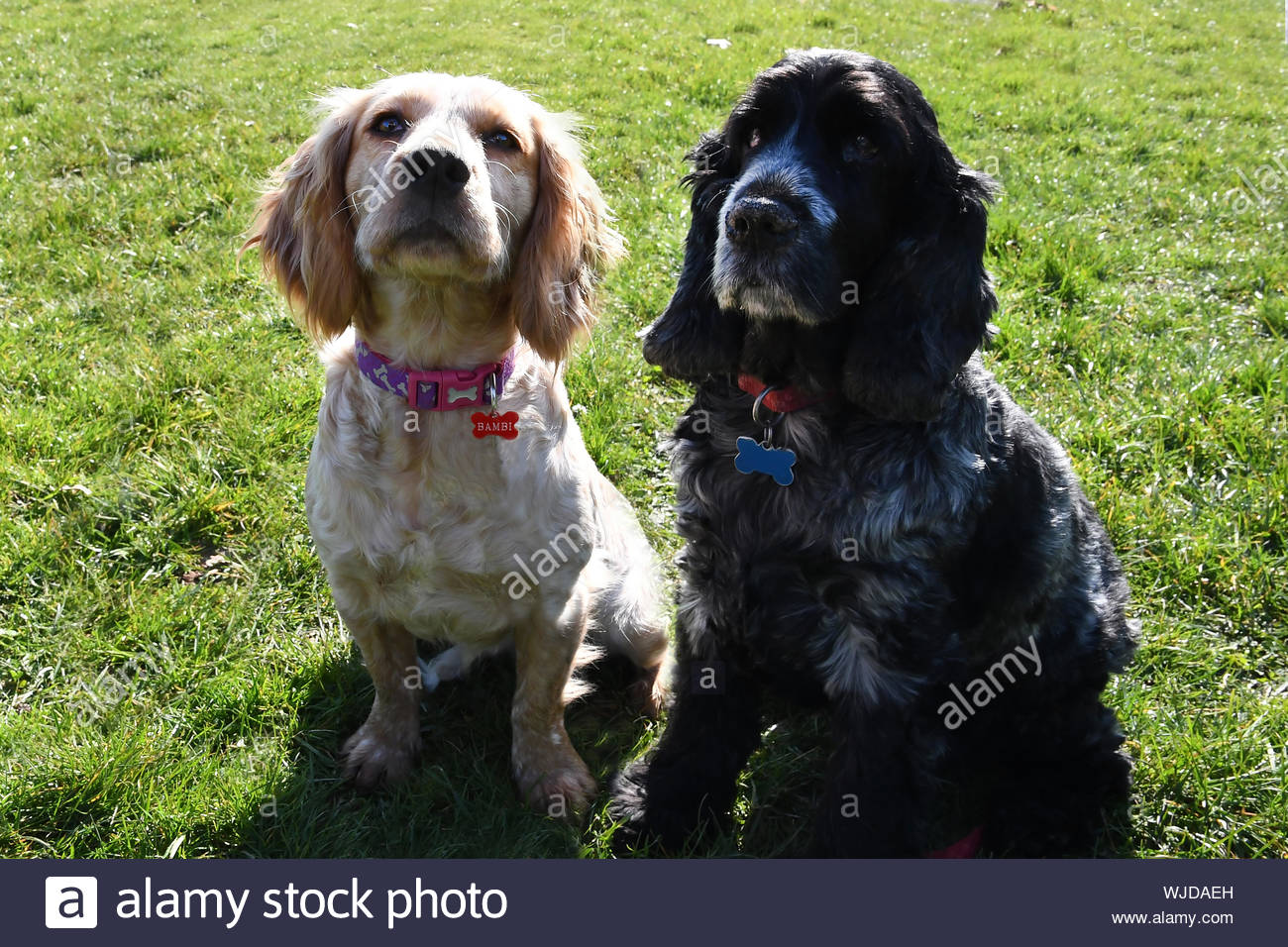 Short Haired Spaniels Stock Photos Short Haired Spaniels Stock