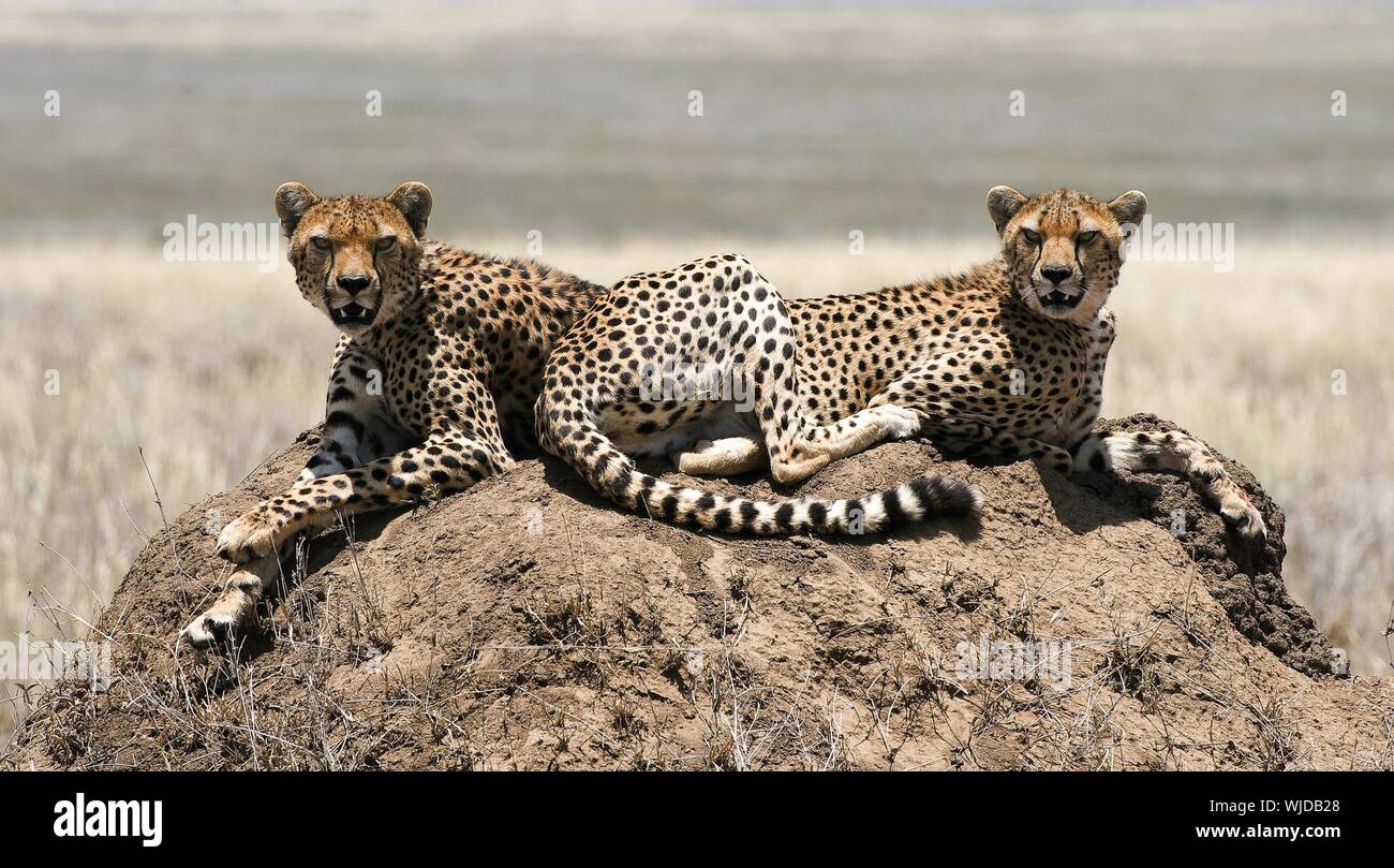 Two cheetahs Stock Photo