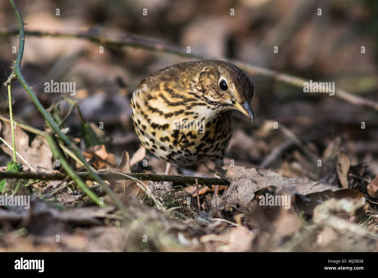 Song thrush, Turdus philomelos, foraging amongst leaves. Stock Photo