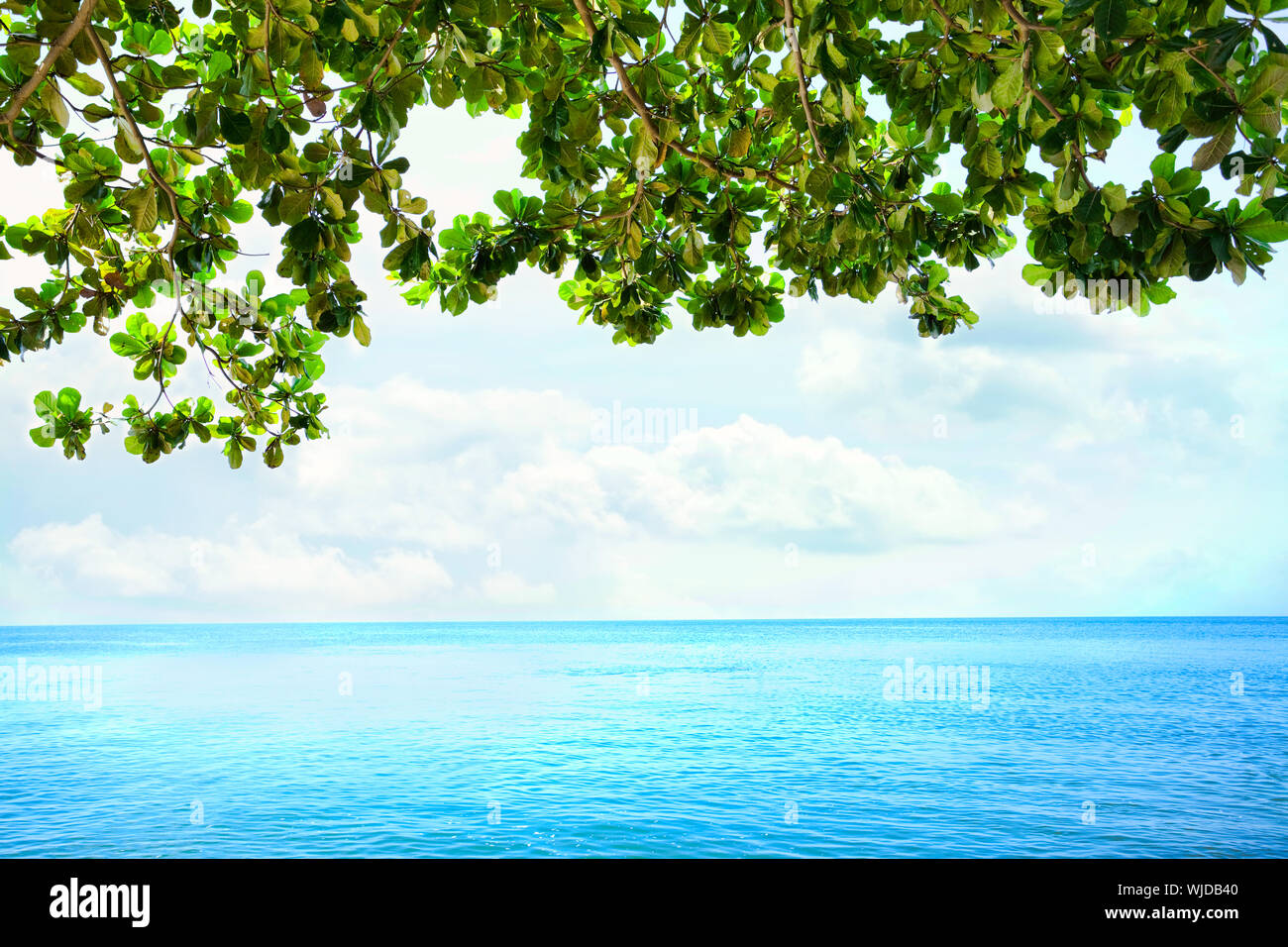 Pretty overhanging tree hi-res stock photography and images - Alamy