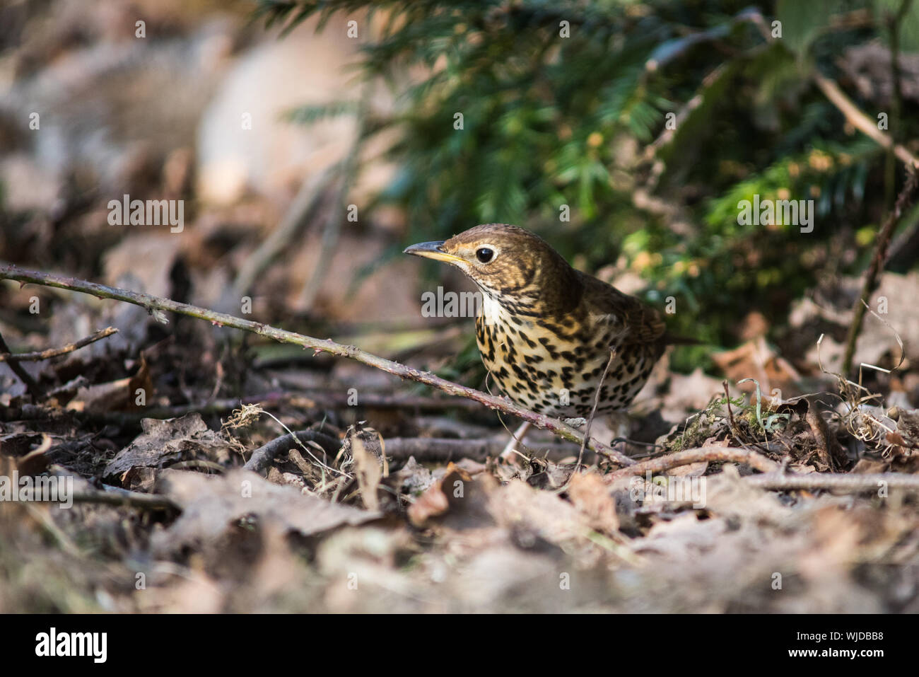 Song thrush, Turdus philomelos, foraging amongst leaves. Side view. Stock Photo