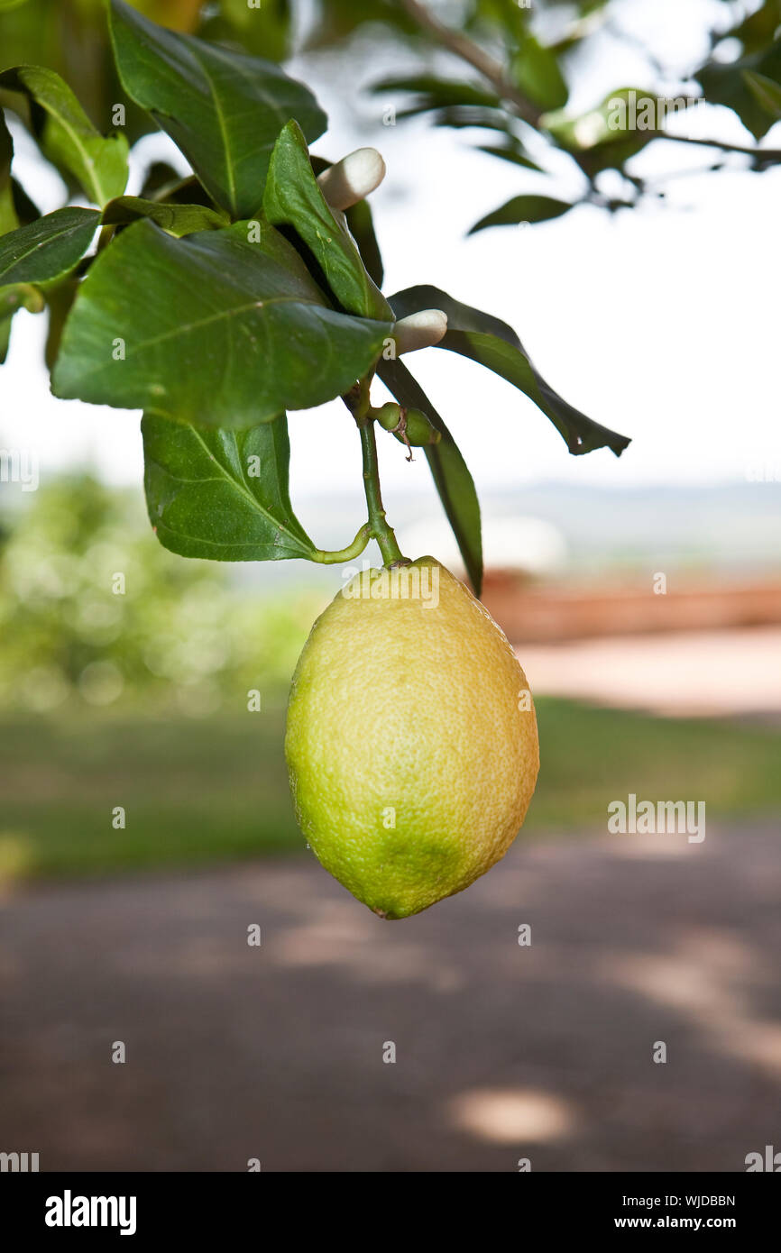 Lemon on a tree Stock Photo Alamy