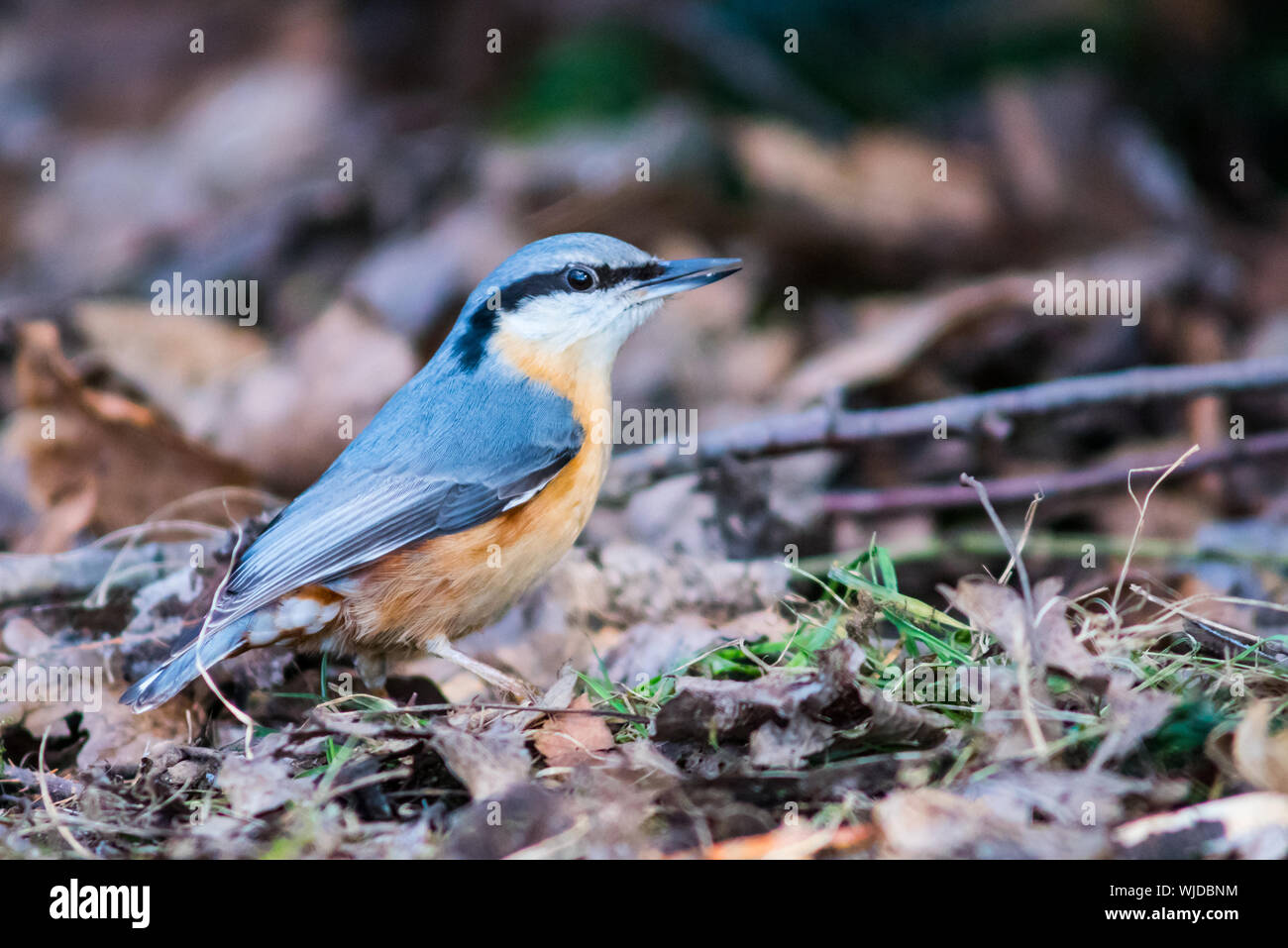 Nuthatch on the forest floor, side view Stock Photo