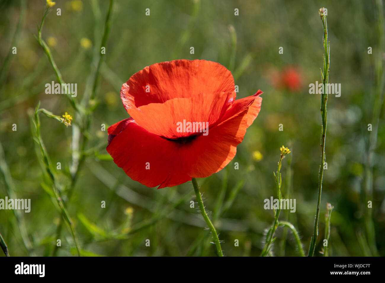 Papava Rhoeas High Resolution Stock Photography and Images - Alamy